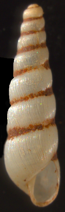 Shell image of an Australian snail