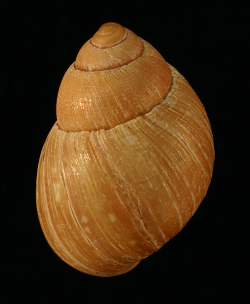 Shell image of an Australian snail