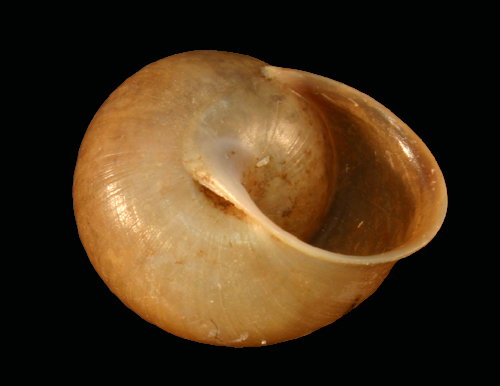 Dorsal shot of shell of Quistrachia turneri