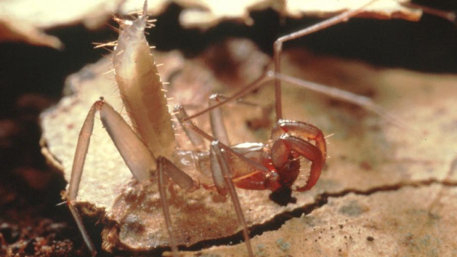 Schizomid standing on a leaf with elongated abdomen raised