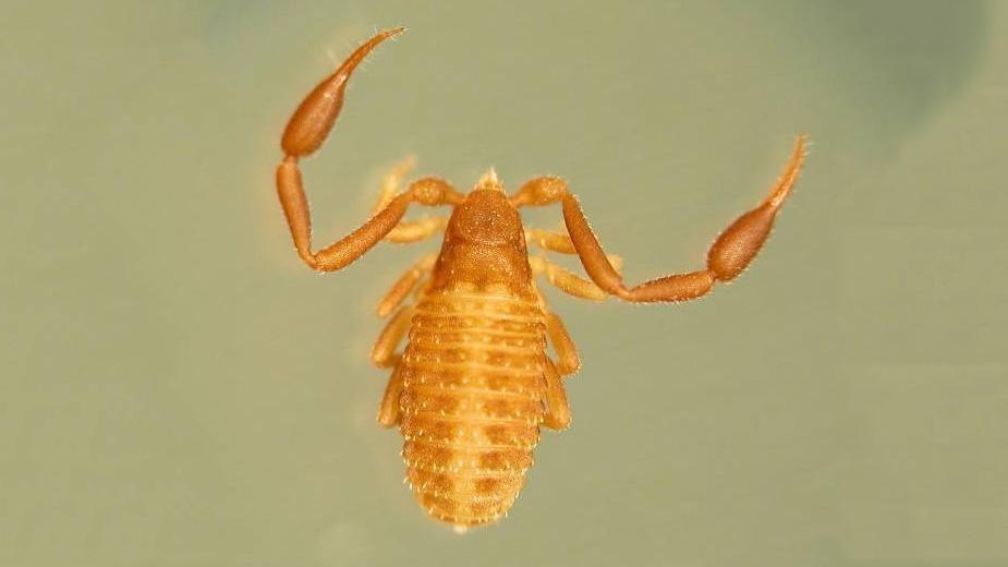A pseudoscorpion from the the Synsphyronus family - Synsphyronus elegans