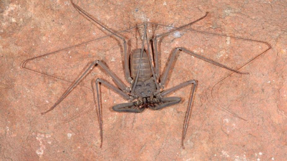 A Whip Spider walking on red sand