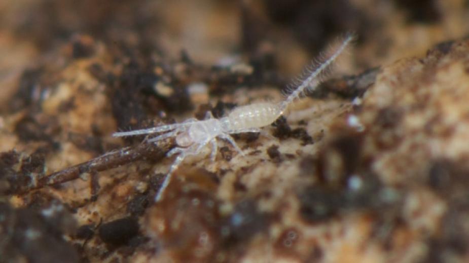 A tiny plapigrade walking over soil, macro shot
