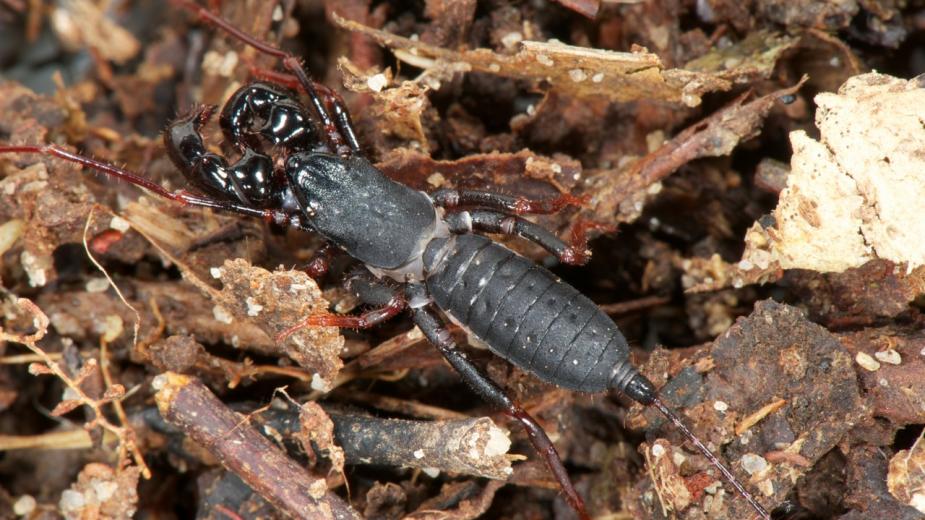 A Whip Scorpion crawling across tree vegetation