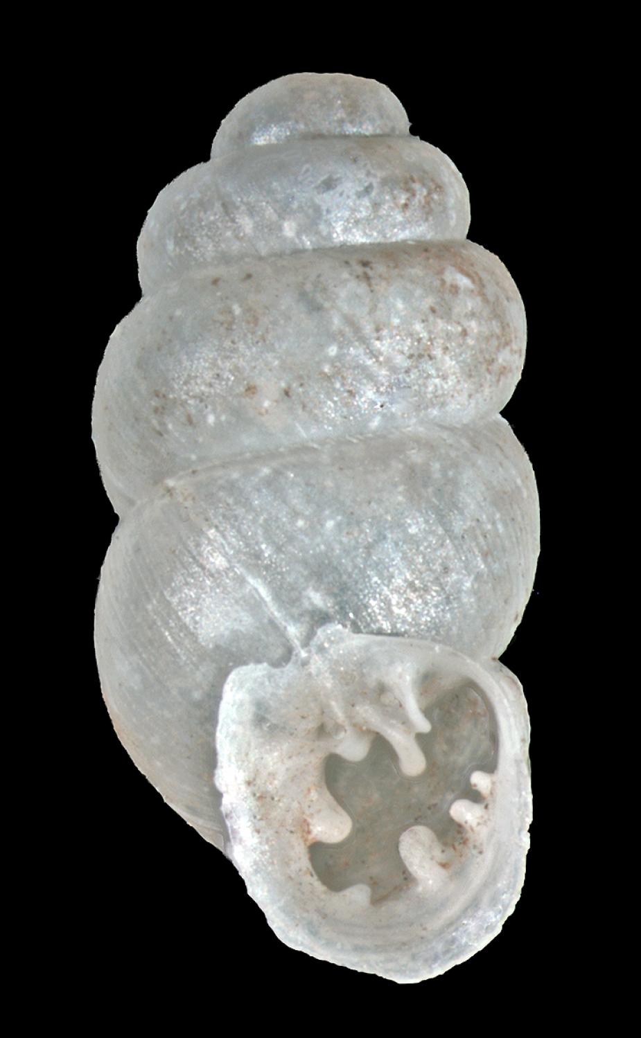 Apertural shot of a long white shell