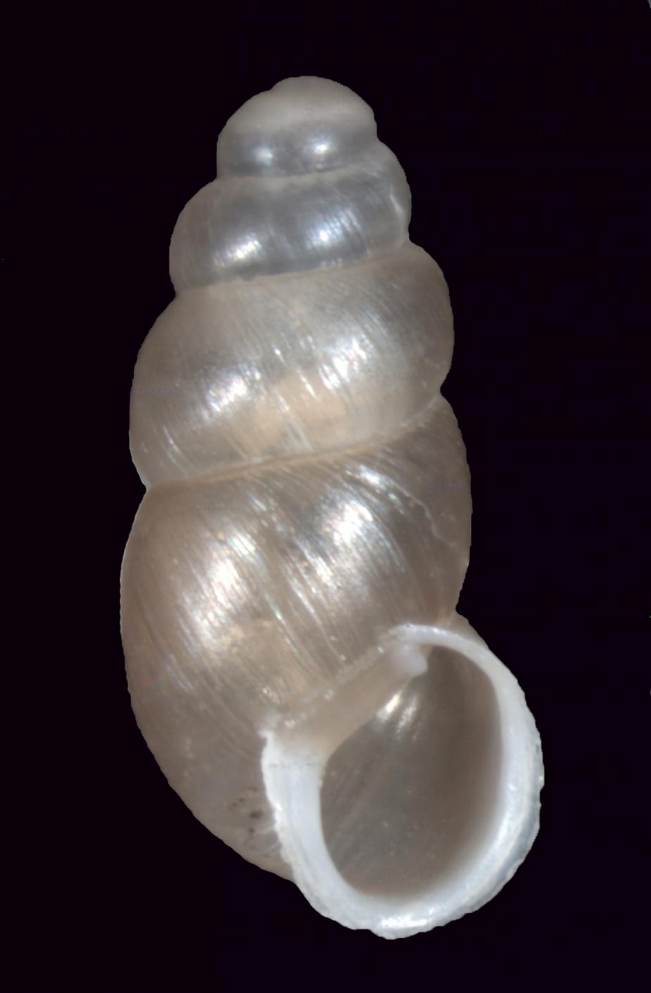 Apertural angle of a long white shell