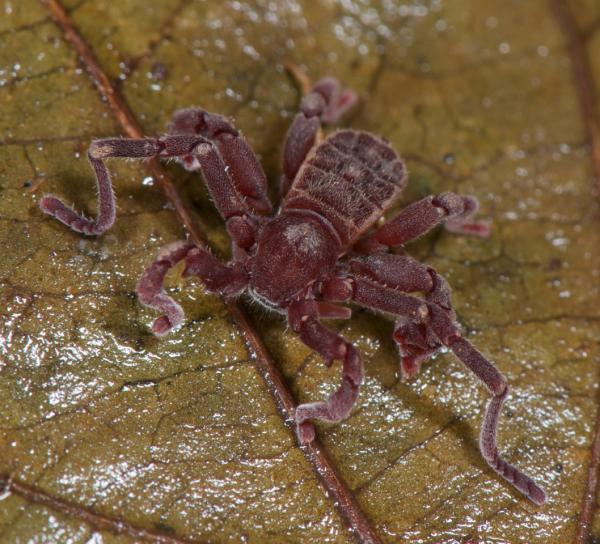 A cryptocellus iaci (ricinulei)