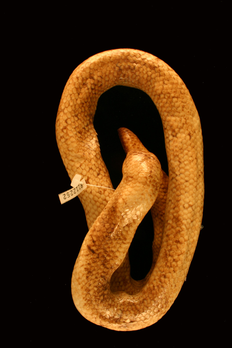 Cylindrophis yamdena Field Guide and Catalogues