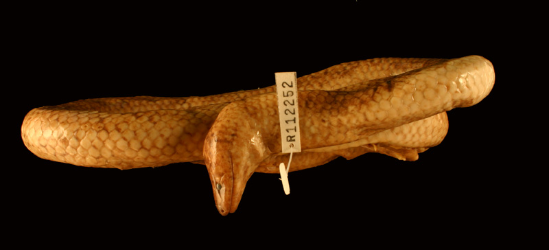 Cylindrophis yamdena Field Guide and Catalogues
