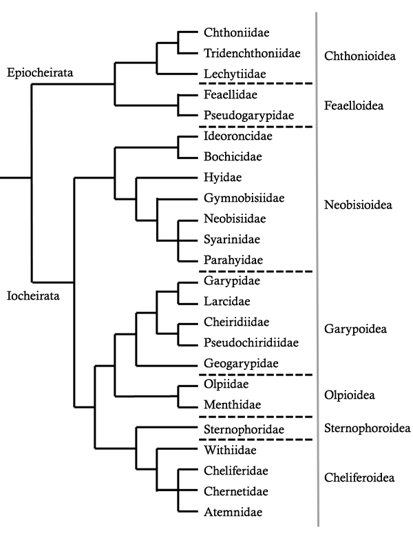 Harvey's proposed phylogeny of the pseudoscorpion order (1992)
