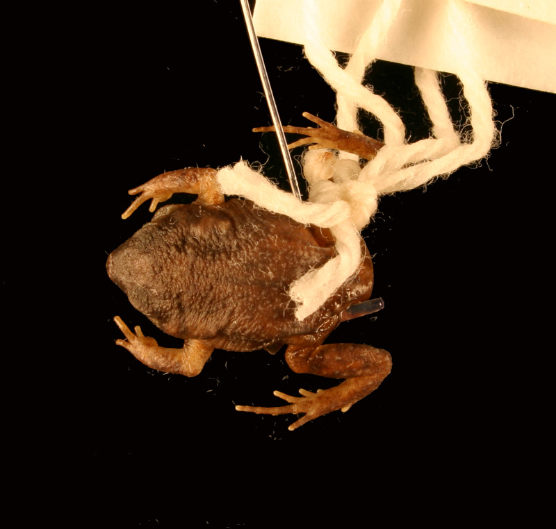 Uperoleia minima Field Guide and Catalogues