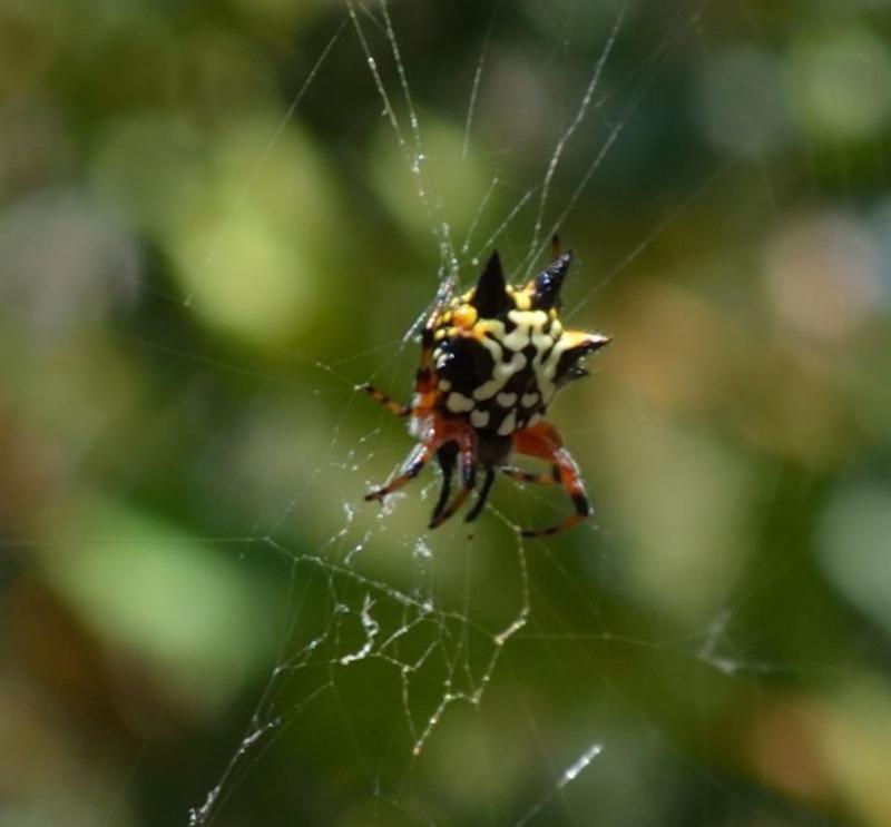 christmas spider community christmas spider community