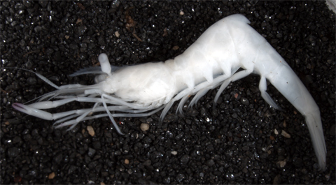 Ancylomenes batei - a cleaner shrimp