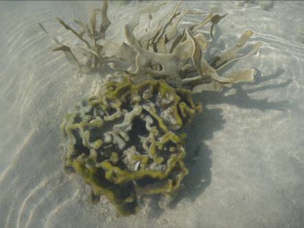 Cymbastella sp. and Phllospongia papyracea