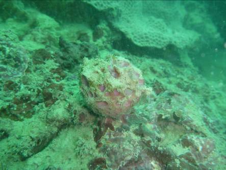 Cinachyrella tenuiviolacea