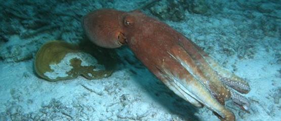 Octopus cyanea Copyright Western Australian Museum Photograph by Clay Bryce