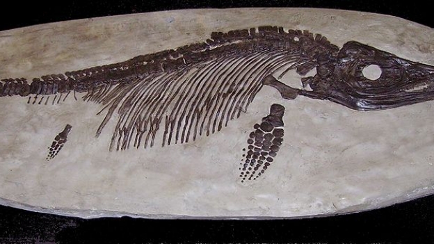 Fossil specimen of Ichthyosaurus sp.