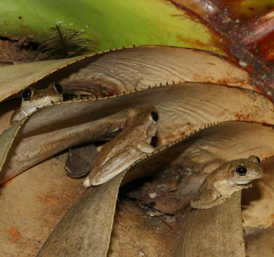 Northern Laughing Tree Frogs