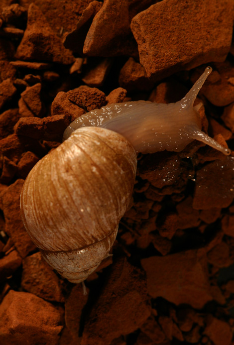 Field guide to the terrestrial and freshwater molluscs of the Pilbara region website entry
