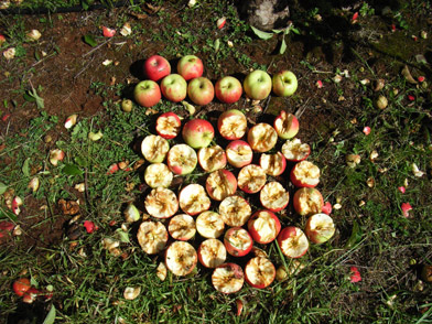 Cockatoo sometimes feed from commercial orchards