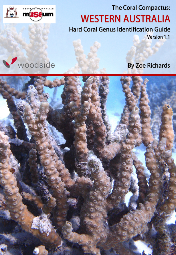 WA Coral Compactus WA Coral Compactus
