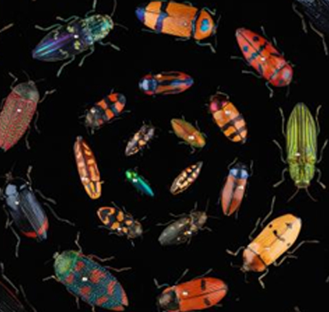 Colorful beetles