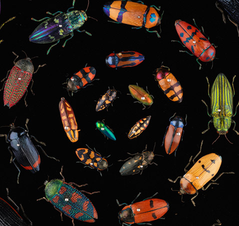 Buprestidae beeetles