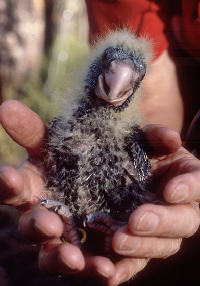 Cockatoo chick