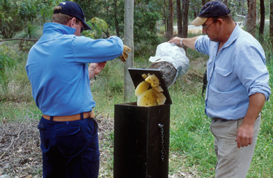 Bees in trial nest box - Mundaring