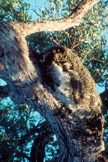 Feral Bees