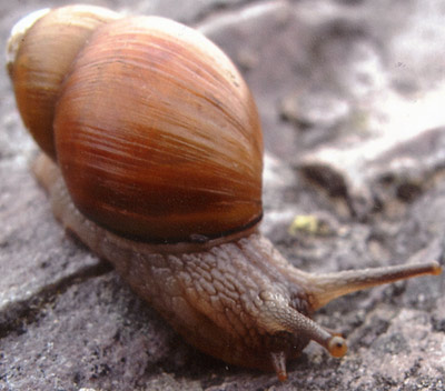 Glauert’s Land Snail crawling over a rock