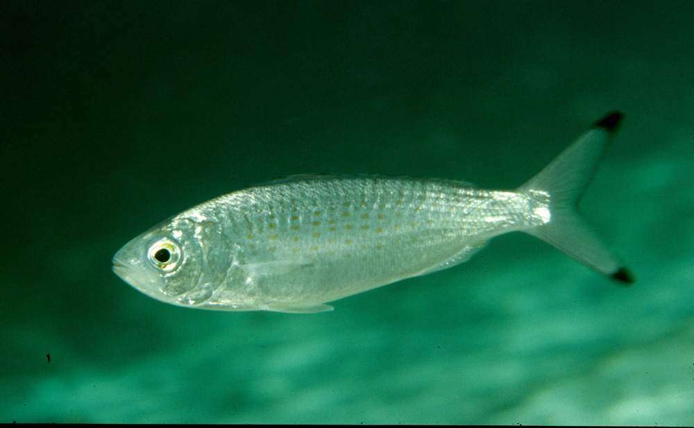 Profile of the Australian Herring