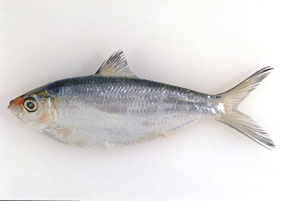 Profile of a Blackburn's Herring