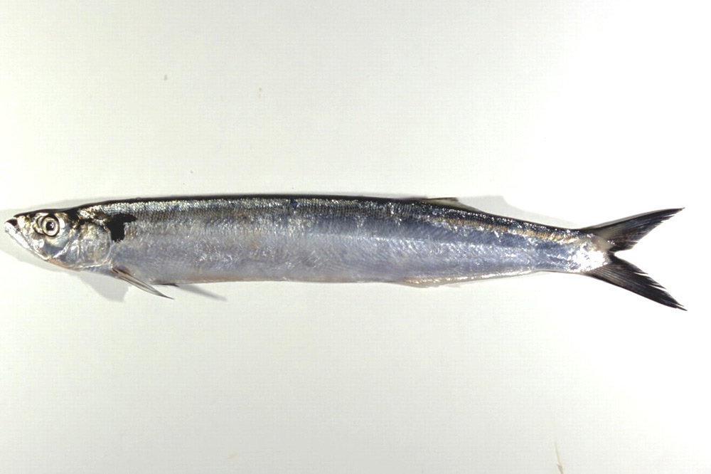 Profile of Dorab's Wolf Herring