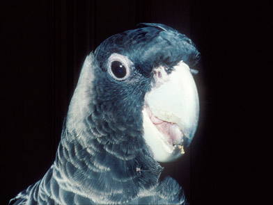 Carnaby's Cockatoo - female