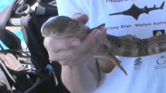 Marine Life of the Kimberley Region - Day 3 Video -