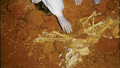 Careful excavation of a Nullarbor Thylacoleo in the hope of finding fossilised DNA Image copyright of WA Museum Photo by Clay Bryce