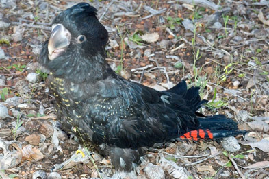 Forest Red Tailed Cockatoo - chick