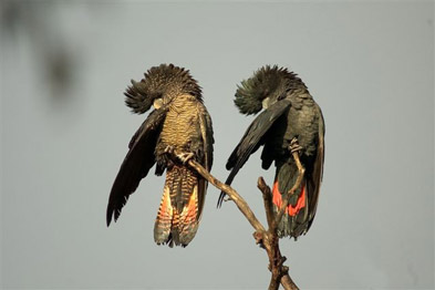 A pair of Forest Red Tailed Cockatoos