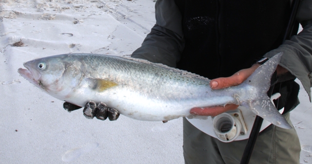 Western Australian Salmon held by a fisherman