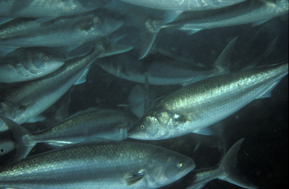 School of Western Australian Salmon