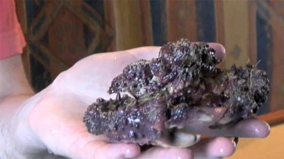 Marine Life of the Kimberley Region - Day 5 video - A handful of heavily camouflaged crabs