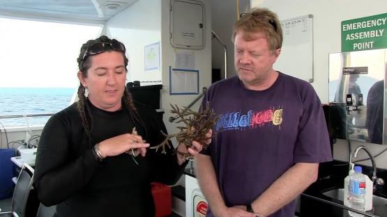 Mimicking Algae - copyright WA Museum A male and female scientist on the deck of a boat holding algae which mimics coral