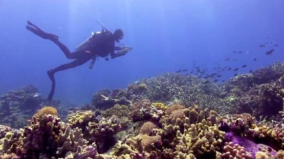 Story 1 Kimberley 2013 - Copyright WA Museum Scuba diver swimming above Kimberley reef