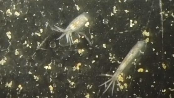 Flatworms - Two flatworms moving