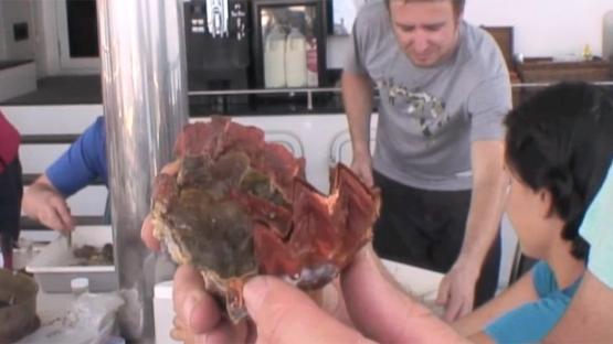 Marine Life of the Kimberley Region - Day 4 Video -