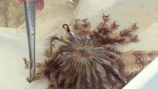 Marine Life of the Kimberley Region - Day 2 Part 2 Video -