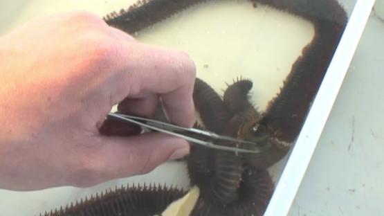 Marine Life of the Kimberley Region - Day 6 Part 2 Video -