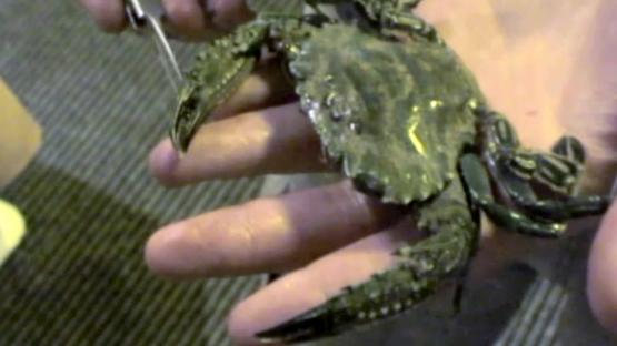 Marine Life of the Kimberley Region - Day 7 Video - A large crab resting on a man's hand