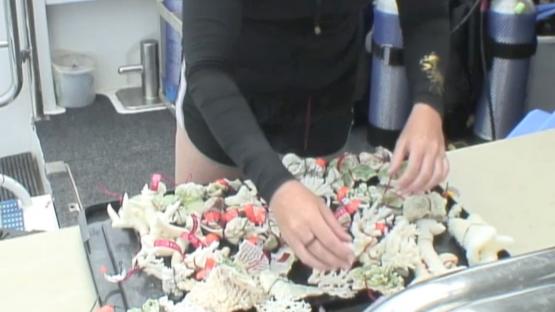 Marine Life of the Kimberley Region - Day 9 Video - A scientists sorting through a tray of corals